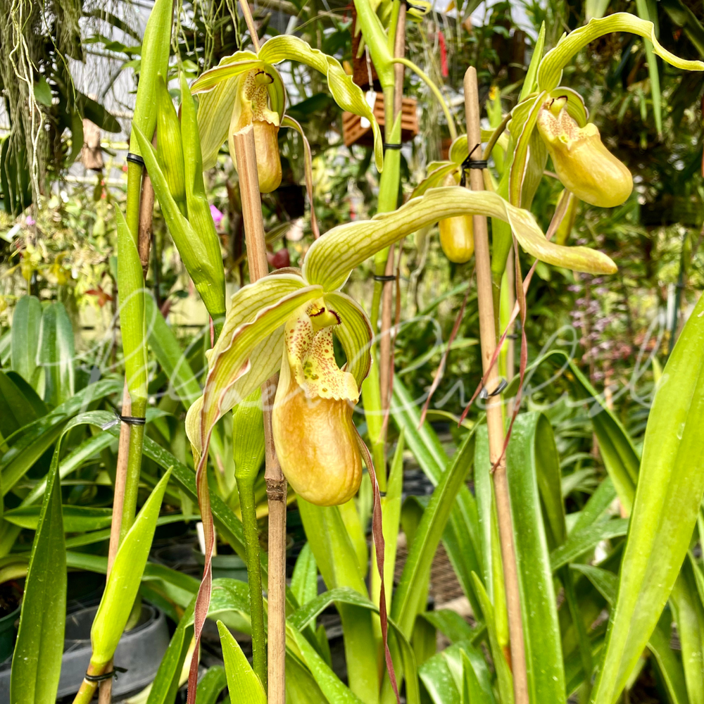 Phrag. Cape Sunset — Palmer Orchids